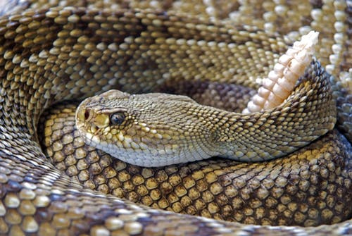 snake-rattlesnake-reptile-skin